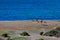 Wild guanaco on a Patagonian beach with a seabed