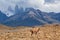 Wild guanaco in Torres del Paine national park Patagonia