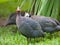 Wild guinea hen on a green grass