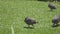 Wild guinea hen on a green grass