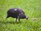 Wild guinea hen on a green grass in a sunny day