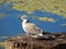 wild gull bird standing on a stump near a lake