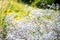 Wild Gypsophila flowers on summer meadow background