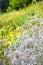 Wild Gypsophila flowers on summer meadow background