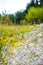 Wild Gypsophila flowers on summer meadow background