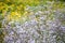 Wild Gypsophila flowers on summer meadow background