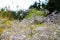 Wild Gypsophila flowers on summer meadow background