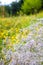 Wild Gypsophila flowers on summer meadow background