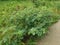 Wild hairy indigofera hirsuta plant.