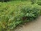 Wild hairy indigofera hirsuta plant.