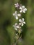 Wild hairy white flowers