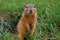 Wild hamster in the nature. Close up of muzzle of fluffy wild gopher