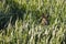 Wild hare in crops looking at camera