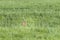 Wild Hare in the Pasture in Springtime