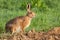 Wild hare portrait in Norfolk UK