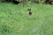 Wild hare runs green grass