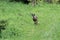 Wild hare runs green grass