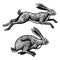 Wild hares. Rabbits are jumping. Forest bunny or coney. Hand drawn engraved old sketch for T-shirt, tattoo or label or