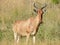 Wild hartebeest (kongoni) eating the grass of savannah