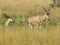 Wild hartebeests (kongoni) mother and puppy grazing the savanna