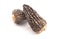 Wild Harvested Morel Mushrooms Trimmed and Dried on White Background