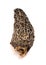 Wild Harvested Morel Mushrooms Trimmed and Dried on White Background