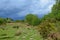 Wild heath land in Southern England.