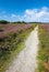 Wild heather and trail - Denmark