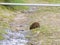 Wild Hedgehog drinking from a stream