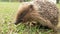 A wild hedgehog is eating pieces of meat on the grass in the garden. Close-up