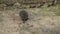 Wild hedgehog runs on the sand