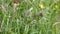 Wild hedgerow with beautiful grasses and flowers