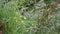 Wild hedgerow with beautiful grasses and flowers