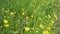 Wild hedgerow with beautiful grasses and flowers