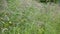 Wild hedgerow with beautiful grasses and flowers