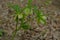 Wild hellebore across forest ground close-up. Wildflower plant