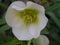 Wild Hellebore flower