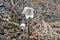 Wild Hellebore white flower in winter or winter rose.