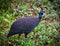 The wild Helmeted Guineafowl in Africa