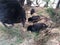 Wild Hen with Baby Chickens under Casuarina Tree on Beach in Kapaa on Kauai Island in Hawaii.