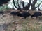 Wild Hen with Baby Chickens under Casuarina Tree on Beach in Kapaa on Kauai Island in Hawaii.