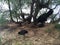 Wild Hen with Baby Chickens under Casuarina Tree on Beach in Kapaa on Kauai Island in Hawaii.