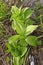 Wild herb Hellebore Lobel lat. Veratrum lobelianum