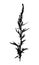 Wild herb silhouette isolated on white.