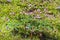 Wild herb Wintergreen umbrella (lat. Chimaphila umbellata)