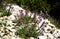 Wild herbs in the forest. Sage bushes on a forest glade