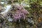 Wild herbs, perennial plants and cactuses on the wall of the ancient stone Klek fortress on the hill near Zlatar mountain