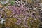 Wild herbs, perennial plants and cactuses on the wall of the ancient stone Klek fortress on the hill near Zlatar mountain