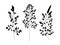 Wild and herbs plants set. Silhouette botanical hand drawn illustration. Spring flowers. Vector design. Can use for