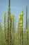 Wild herbs Verbascum thapsus Common Mullein yellow flowers on the meadow.